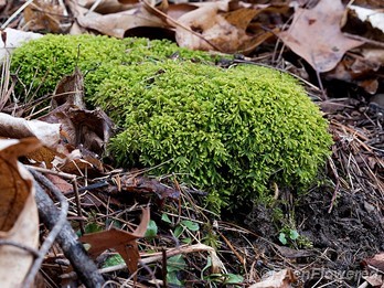 Greater tongue moss